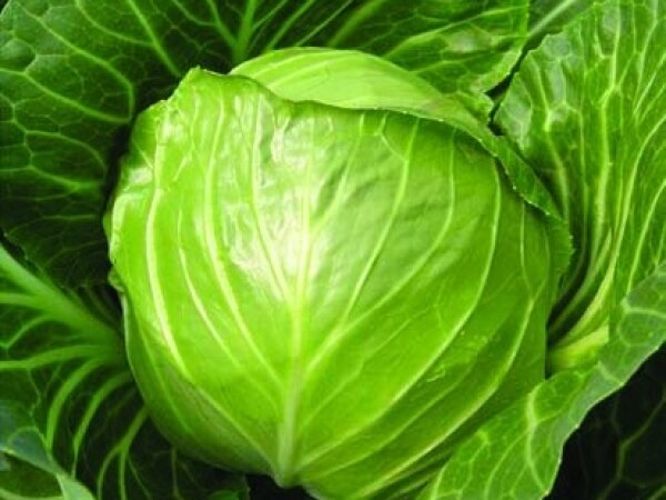 Sjeme kupusa ELISA F1 2.500s