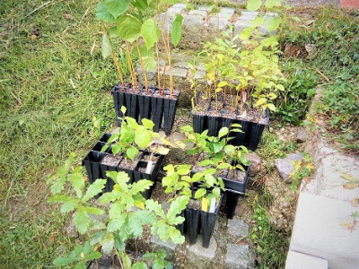 Htjeli biste ubrati vlastite tartufe?