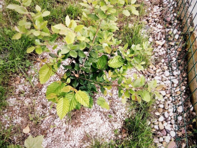 Htjeli biste ubrati vlastite tartufe?