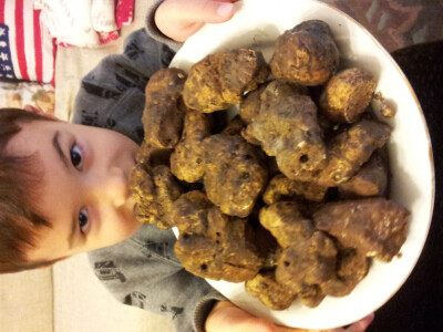 Htjeli biste ubrati vlastite tartufe?