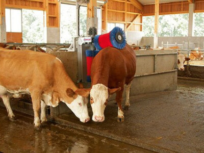 Četka za krave , AUTOMATSKA