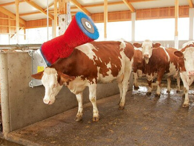 Četka za krave , AUTOMATSKA