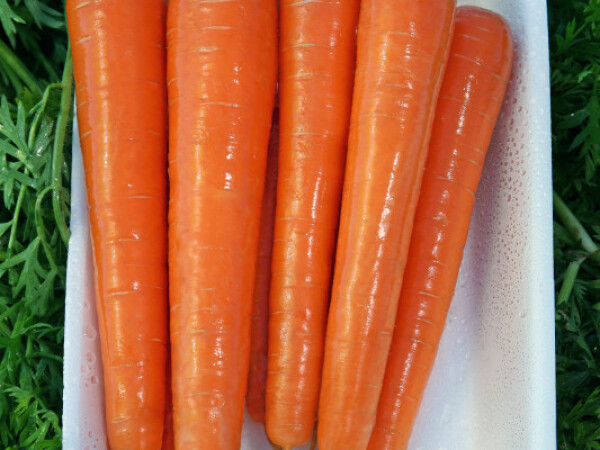 Sjeme mrkve Subito F1