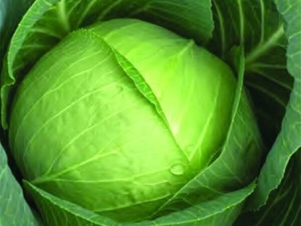 Sjeme kupusa CHARMANT F1 2.500s