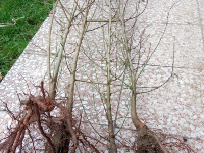 Podloga za kalemljenje, pikiranje