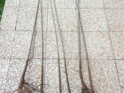 Podloga za kalemljenje, pikiranje