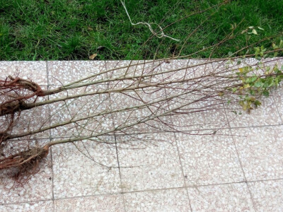 Podloga za kalemljenje, pikiranje