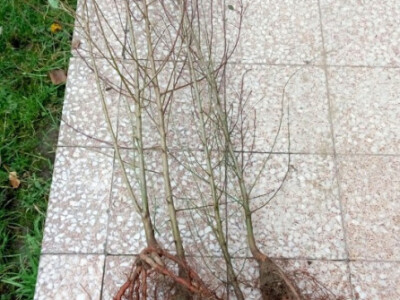 Podloga za kalemljenje, pikiranje