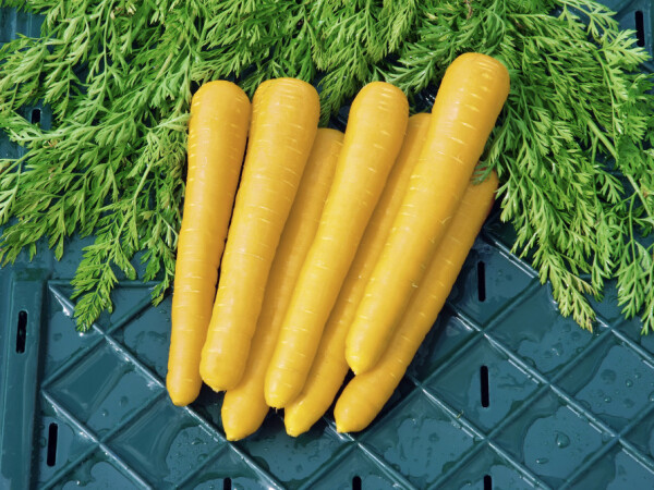 Sjeme žute mrkve Gold Nugget F1