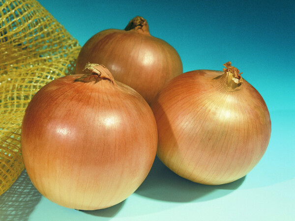 Sjeme luka Lorenzos F1