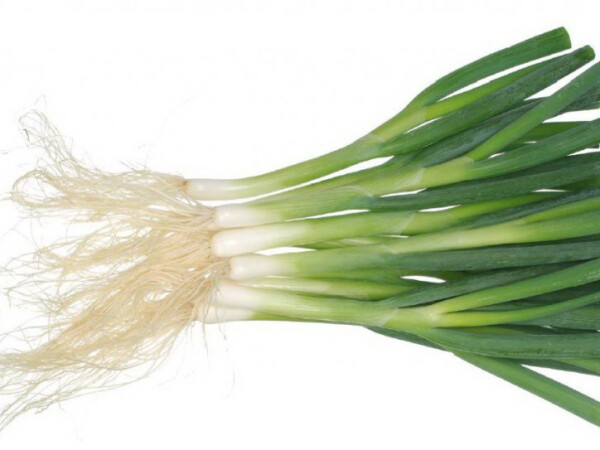 Sjeme mladog luka Yoda F1