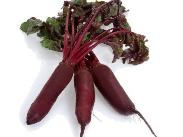 Sjeme cikle Rodina F1