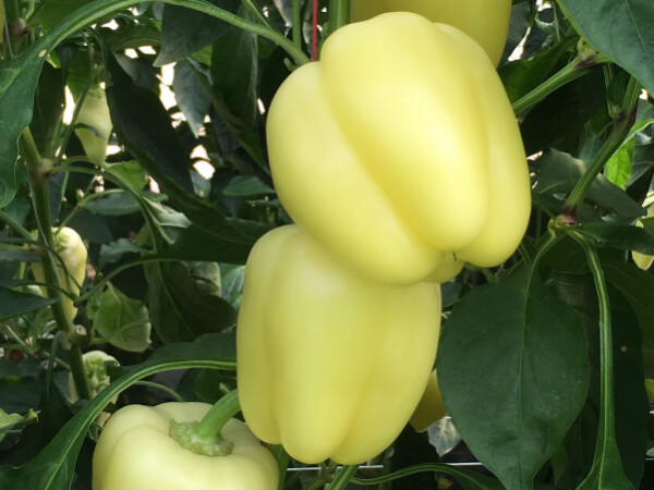 Sjeme paprike Lisenka F1