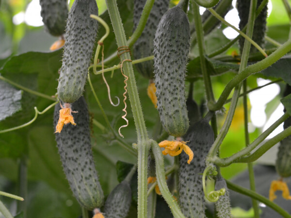 Sjeme krastavca Ronda F1