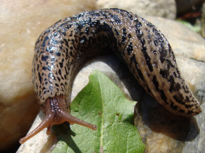 Delumbri Limax - repelent za puževe