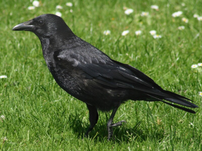 Delumbri Limax - repelent za puževe