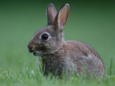 Delumbri Limax - repelent za puževe