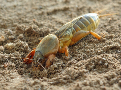 Delumbri Limax - repelent za puževe