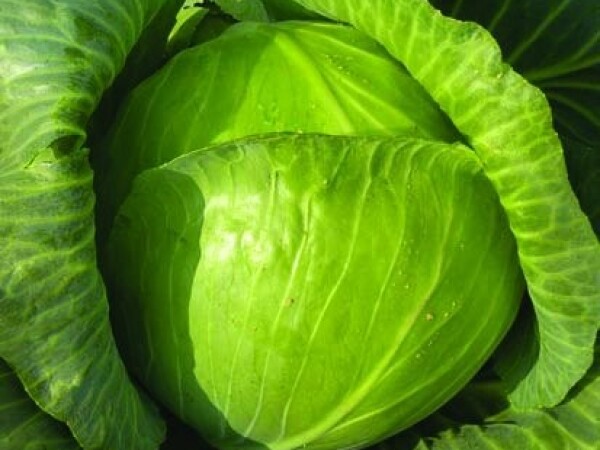 Sjeme kupusa CORONET F1 2.500s