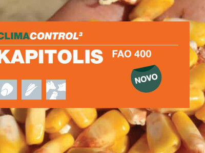 KAPITOLIS - hibrid kukuruza - FAO 400