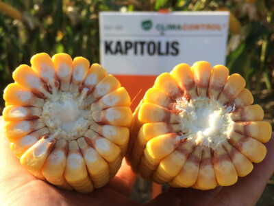 KAPITOLIS - hibrid kukuruza - FAO 400