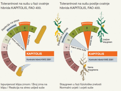 KAPITOLIS - hibrid kukuruza - FAO 400