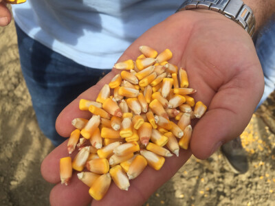 KORVINUS - hibrid kukuruza - FAO 350