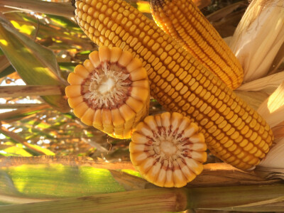 KORVINUS - hibrid kukuruza - FAO 350