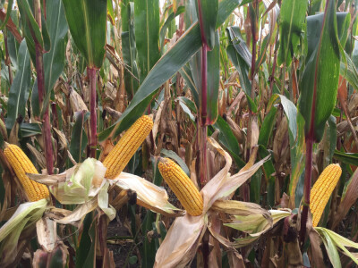 KLEOPATRAS - hibrid kukuruza - FAO 610