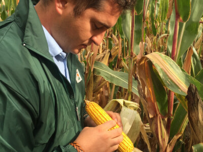 KLEOPATRAS - hibrid kukuruza - FAO 610