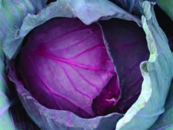 Sjeme crvenog kupusa RED JEWEL F1 2.500s