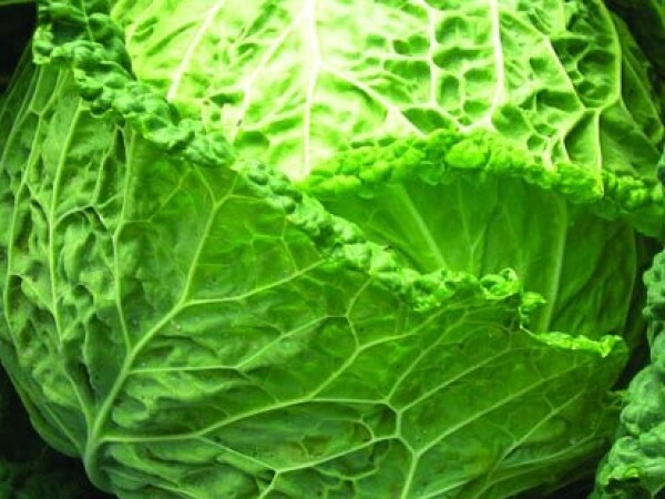 Sjeme kelja ESTORIL F1 2.500s