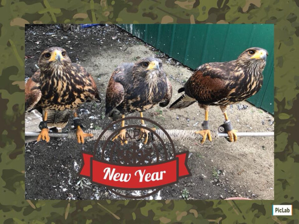 Zastita od ptica bioloskim putem