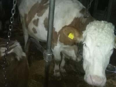 Prodaja krava i junica