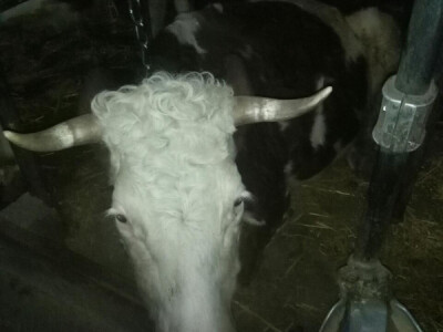 Prodaja krava i junica