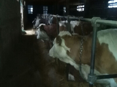 Prodaja krava i junica