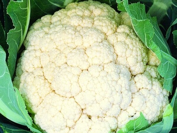 Sjeme cvjetače INCLINE F1 2.500s