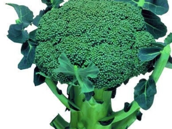 Sjeme brokule MARATHON F1 2.500s