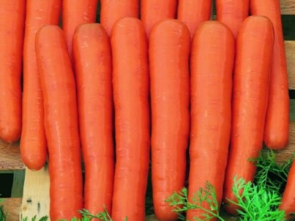 Sjeme mrkve MAESTRO F1