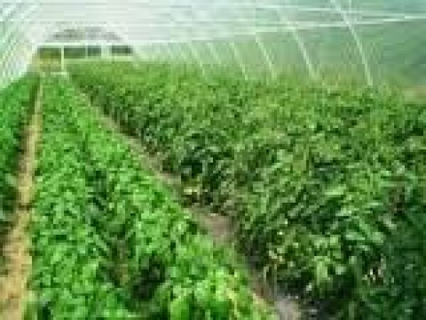 Cijevi i od PVC fi 32 za  unutarnje navodnjavanje orošavanjem u plastenicima