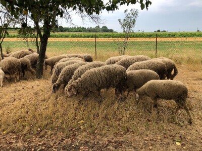 Prodajem ovce i koze mesovite sorte!!!! Cena vise nego povoljna!!!