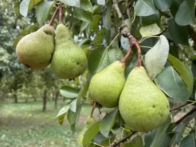 Kruške Viljamovke – domaće, zrele, za preradu – 0,70 €/kg
