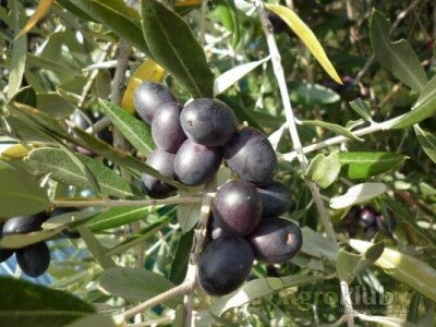 Extra djevičansko Maslinovo ulje - otok Hvar