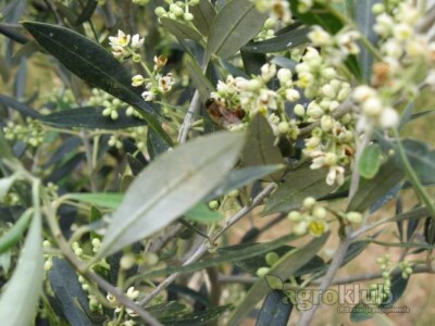 Extra djevičansko Maslinovo ulje - otok Hvar