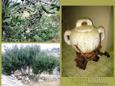 Extra djevičansko Maslinovo ulje - otok Hvar