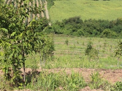 4,5ha zemlje u najboljem delu karlovaca