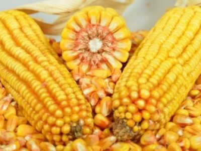 DKC4608 hibrid kukuruza, FAO 410