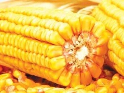 DKC4717 hibrid kukuruza, FAO 380