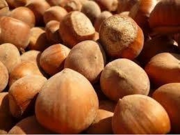 Lijeska - Rimski - sadnice