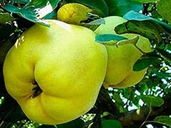 Dunja - Leskovačka - sadnice